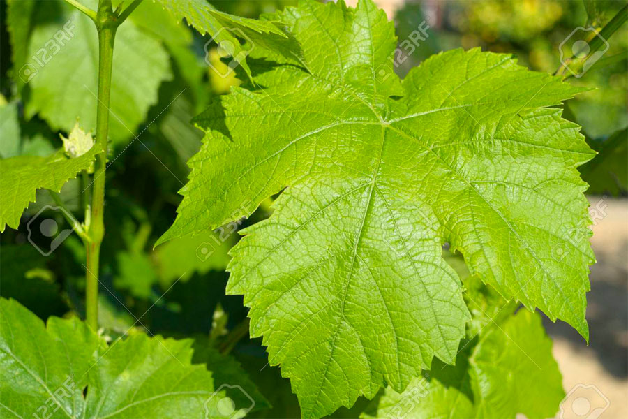 This is a healthy leaf
