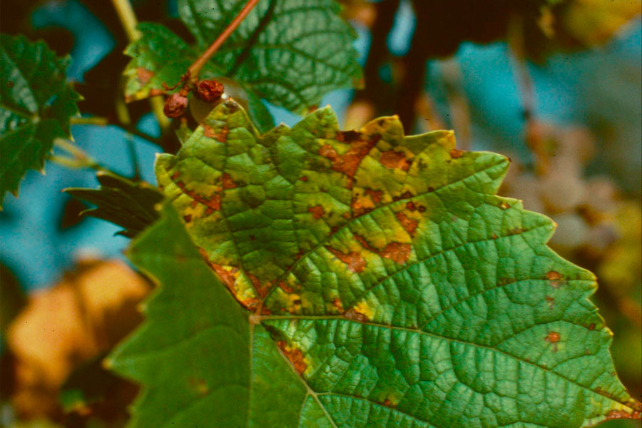 This is an infected leaf